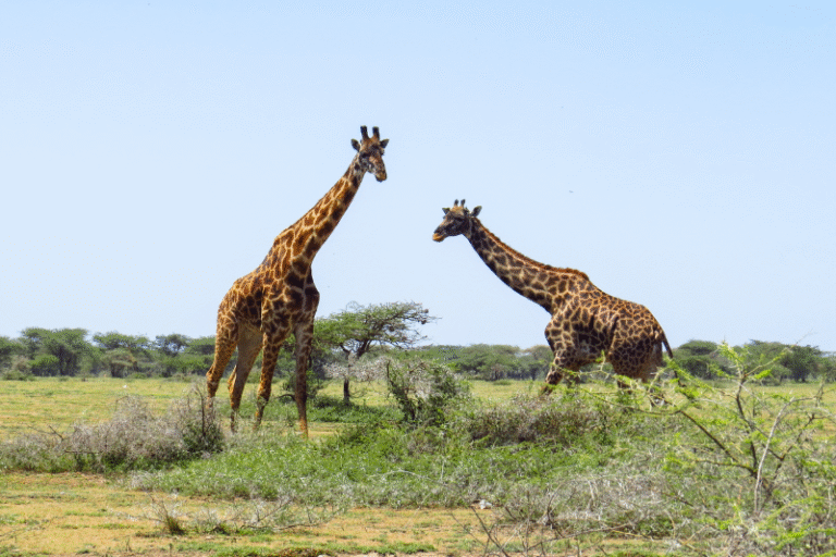 Serengeti Dreams: Safari Adventures in Tanzania